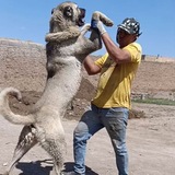 مجموعه ترکش اسطوره نسل درخشان برناق