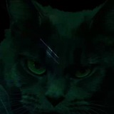 غرفة التحقيق القط 2 😼 😾