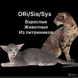 Ori/sia/sys в добрые руки