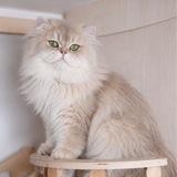 Prestiva.cats