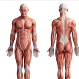 General anatomy