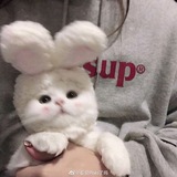 صور خلفيات قطط