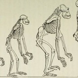 Anthropology Videos