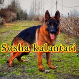 Sosha d❂gs