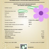 Ona tilidan milliy sertifikatga tayyorlanamiz!