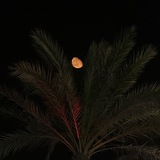 مُحآق