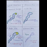 π Microbiology notebook|MBBS 2nd year notes