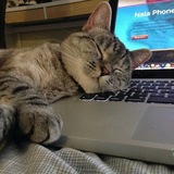 Whisker Labs