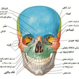 آناتومی آکلند و جنین شناسی