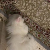 ꨄ