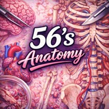 56's 𝐀𝐍𝐀𝐓𝐎𝐌𝐘