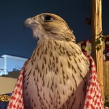 ᷂قصيده 🪶