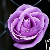 صور HD للتصاميم | photos4designs