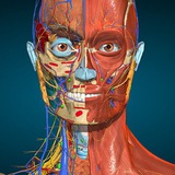 Human anatomy PMA