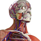Anatomy-Iranshahr