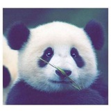 بــانـــدا.' 🖤 🐼