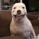 Nawthy Dog Gamble