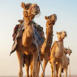 أعرَابِيٌّ مِنْ البَادِيةِ