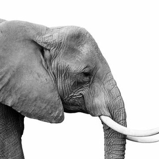 آقای میم و خیسی گیسوان