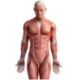 Anatomiya