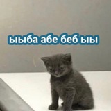 мысли котана