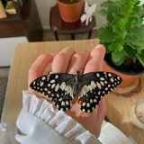 فراشَة - 𝒃𝒖𝒕𝒕𝒆𝒓𝒇𝒍𝒚 🦋