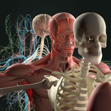 HUMAN BODY
