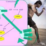 Pathophysiology