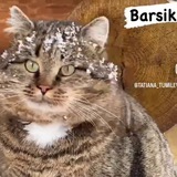 КОТ БАРСИК и ТАНЯ / Cat Barsik and Tanya