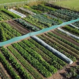 Living Soil Gardening