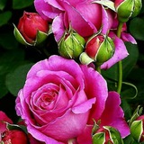 پایگاه خبری کلیشم(گیلان