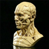 Head and Neck anatomy ๐ฒ