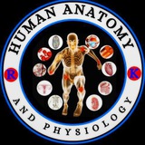 Human Anatomy and Physiology