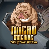 אמריקן בולי American bully micro breeders