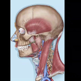 Explanation head and neck anatomy & oral surgery