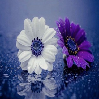 🌸 رياضيات 🍃 <i class="emoji" style="background-image:u