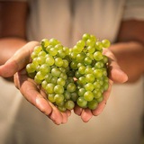 Веселый организатор винных путешествий 🍷