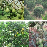Kilimo Biashara