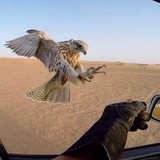 ثَـار .