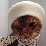 French Cat / французский язык