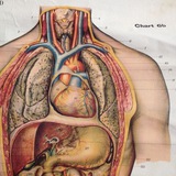 Medical Terminology