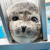 Pinnipeds confession♡daily