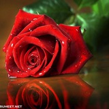صور وكلمات معبرة 🌹 🦋