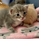 котята блин