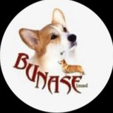 Питомник BUNASE 🐶
