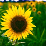 إعلانات وظائف Turki