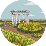 Цвіт Амброзії