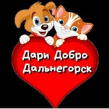 help_dog_cat_dalas
