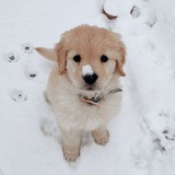 golden retriever ! 재윤
