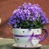 Картинка канала